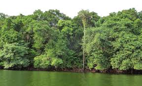 Image result for Englerodendron