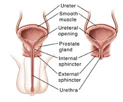 We did not find results for: Bladder And Bowel Dysfunction Johns Hopkins Medicine