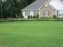 Tifway Bermuda Sod Tifway 419 Bermuda Grass Atlanta Raleigh Bermuda Grass Bermuda Sod Bermuda Grass Care