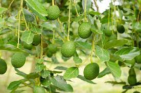 Remove and clean the seed. No Fruit On An Avocado Tree What To Do When An Avocado Won T Produce Fruit
