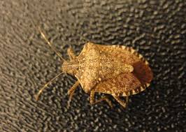 Remove dead plant material, particularly from cucurbit plants, and clean up leaves and yard debris. Brown Marmorated Stink Bug