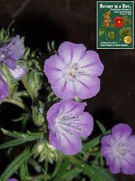 Image result for Hydrophyllaceae