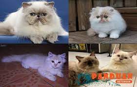 Seiring dengan meningkatnya permintaan kucing persia dari tahun ke tahun, maka harga anak kucing persia ini. Jenis Jenis Kucing Persia Dan Harganya Kucing Persia Kucing Himalaya Kucing Siam