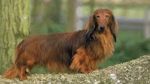 No, the dachshund breed is not a breed of dog that is hypoallergenic. Dachshund Long Haired Dog Breed Information Purina