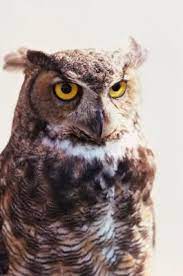 Diphthongs the sound of english. What Kind Of Sound Does An Owl Make At Night Owl Noises Owl Owl Habitat