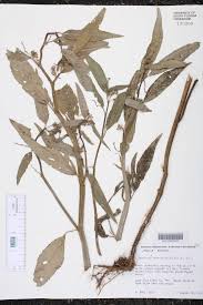 Image result for Caperonia