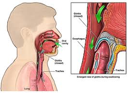 Image result for Swallowing