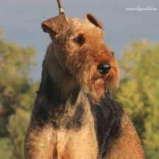 Male and female airedale terrier pups. Vegaskywalkers Airedale Terriers Home Facebook