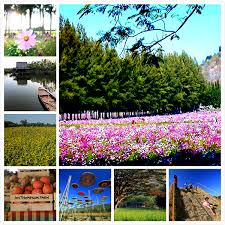 泰国版小欧洲 太阳花花海实在太漂亮了 places of interest khao yai interesting things