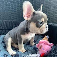 French bulldog breeders in florida. French Bulldog Florida Home Facebook