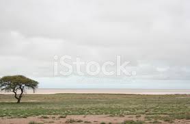 Für ein tropisches feeling müssen sie nicht. Grune Etosha Pfanne Regenzeit Namibia Afrika Stockfotos Freeimages Com