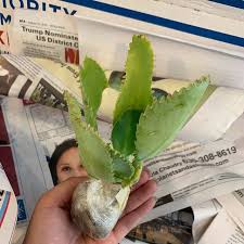 Mother Of Thousands Succulents Plant A Easy Plant To Grow Our Guarantee Starter Plants Mexican Hat Plant Easy Plants To Grow