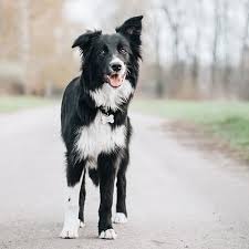 Like many herding breeds, the border collie's breed origins can be traced back. Border Collie Pdsa