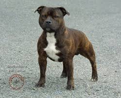 American Staffordshire Bull Terrier Black And White Breed Of The Month Staffordshire Bull Terrier Bull Terrier Staffy Dog Staffordshire Bull Terrier