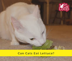 Thinking about giving your kitty some of the extras off your plate? Can Cats Eat Lettuce The Cat Loop
