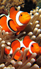 Enjoy beautiful 3d fish of every color imaginable and a variety of underwater plants. Live Wallpaper Clown Fish For Android Apk Download