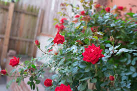 Place a patio rose tree on a veranda or any other outdoor living area for a formal look. 7fuhpd9aurjlnm