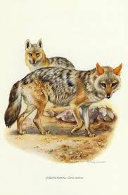 Golden Jackal Vintage Lithograph From 1956 Etsy In 2021 Lithograph Jackal Animals