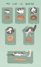 Cat Bread By Zombiesmile On Deviantart Cute Animals Cat Memes Funny Cat Memes