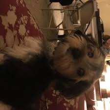 A crossbreed between the maltese and the yorkshire terrier, the morkie, also affectionately known as the yorktese or morkshire terrier was first bred in the 1990's here in the united states as a designer puppy. Puppyfinder Com Morkie Puppies Puppies For Sale Near Me In Michigan Usa Page 1 Displays 10