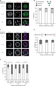 Clip to your waist, foci gets you to know every. Frontiers Characterization Of Dna Repair Foci In Root Cells Of Arabidopsis In Response To Dna Damage Plant Science