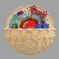 3d Model Cell Cell Model Project Cells Project Cell Model