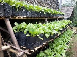 Mandevilla biasa ditanam agar merambat di pagar besi. Berkebun Di Rumah Mudah Menanam Tanaman Menggunakan Polybag Popmama Com