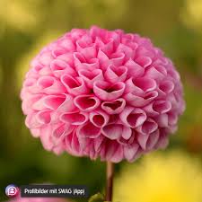 Lustige Profilbilder Fur Whatsapp Easy Zum Download Hier Bist Du Richtig Spruche Status Bilder Whatsapp Profilbilder Profilbilder Lustige Profilbilder