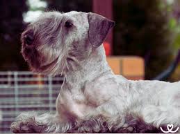 Image result for ČESKÝ TERIÉR