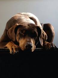 Doberman Doberman Love Doberman Doberman Pincher Dog