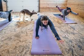 4,463 likes · 2 talking about this · 544 were here. There S A Private Zoo In Golden You Can Rent And Try Yoga With Kangaroos 303 Magazine