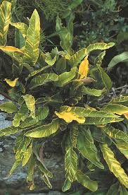 Image result for Pyrrosia rhodesiana