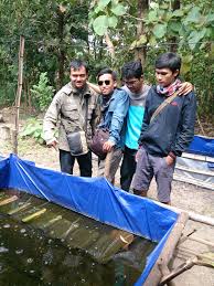 Cara Budidaya Lobster Air Tawar Di Lahan Sempit Gemmafarm