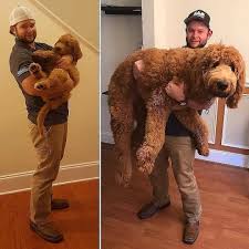 Comment Eduquer Son Chien En Seulement 15 Mins Par Jour Petohaku A Pour But De Vous Donner Tous Les Outils Pour Vous F Fluffy Dogs Cute Dogs Really Cute Dogs