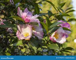 Image result for Theaceae