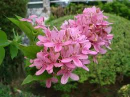 Image result for x Ruttyruspolia 'Phyllis van Heerden'