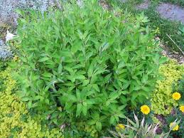 Image result for Shibataea kumasasa