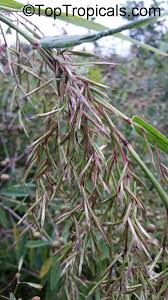 Image result for Cymbopogon pospischilii