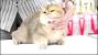 Golden British Shorthair Price