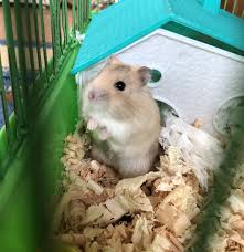 hamsters おしゃれまとめの人気アイデア pinterest gabriella 1022945 ハムスター ペット 動物