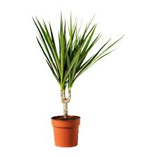 Mobilier Et Decoration Interieur Et Exterieur Dracaena Marginata Plante Ikea Plante Dracaena