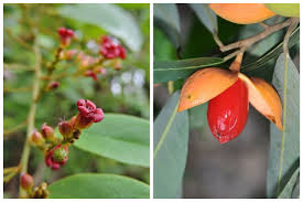 Maybe you would like to learn more about one of these? Tumbuhan Langka Dari Sulawesi Getahnya Mengandung Banyak Nikel