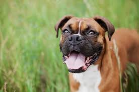 Boxer puppies for adoption ireland. Are Boxers Hypoallergenic Lucy Pet