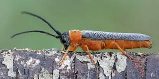 Image result for Bulbostylis trabeculata