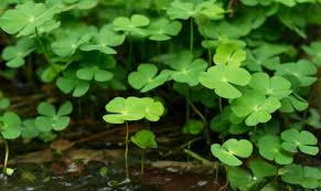 Image result for Marsilea burchellii