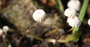 Image result for Marasmius rotula