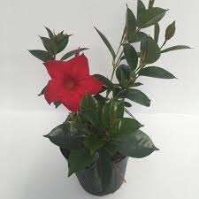 We did not find results for: Mandevilla Dipladenia Vivai Frappetta Roma