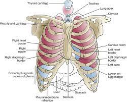 The mediastinal surface faces the midline. Trachea Major Bronchi Thoracic Cavity Structure Function Anatomy Science Online