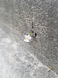 Long live the rose that grew from concrete. Dalus On Twitter Today I Noticed A Small Flower Growing Out Of A Hole In One Of The Concrete Steps Outside My Apartment Symbolism