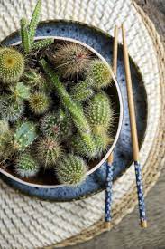 See more ideas about cactus plants, plants, planting succulents. Cactus 13 Things To Know About Cactus Plants Cacti